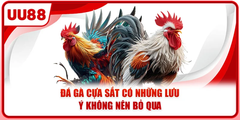 Đá gà cựa sắt có những lưu ý không nên bỏ qua Đá gà cựa sắt có những lưu ý không nên bỏ qua